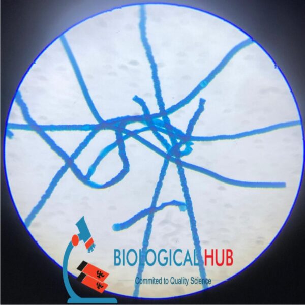 Marchantia Thallus C.s. Slides Code-405252