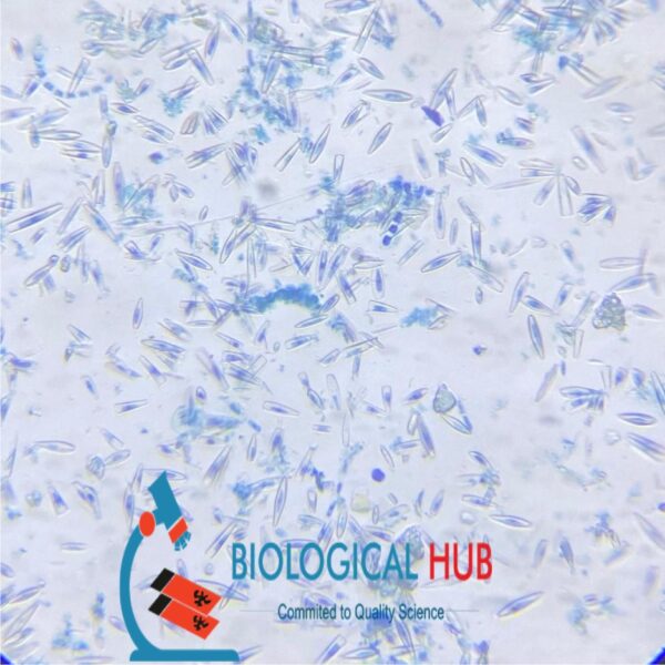 Diatoms Freshwater, w.m. Code-405041