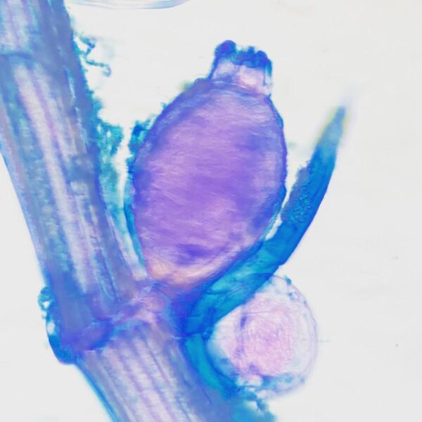 Chara Vegetative w.m. slides Code-405045