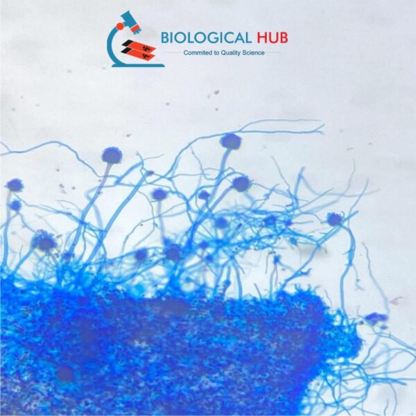 Aspergillus Vegetative, w.m. slides Code-405087