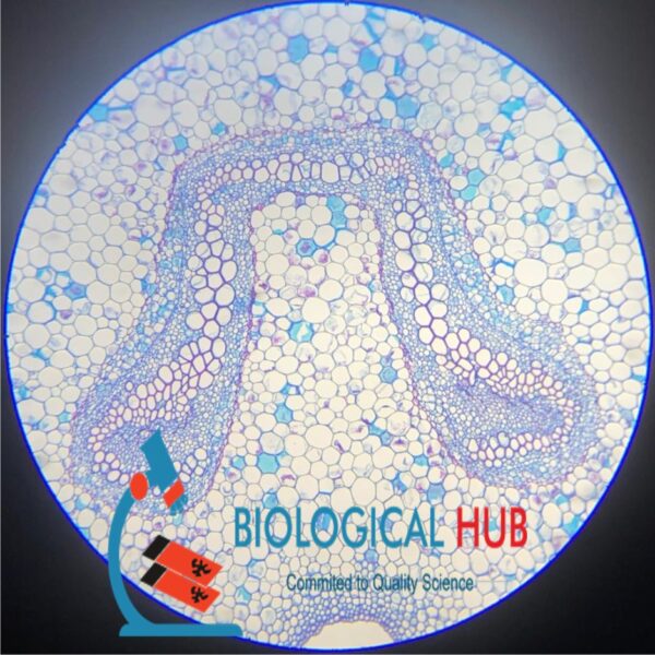 Fern.c.s. (Rachis) slides Code-405132