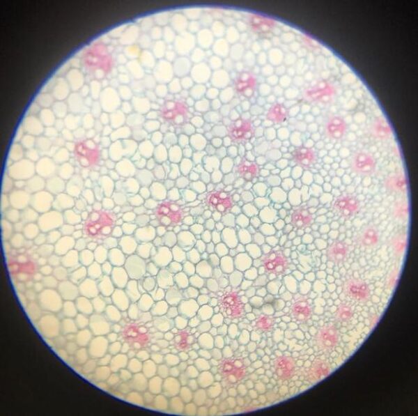 Maize (Cone) Stem c.s. slides Code-405205