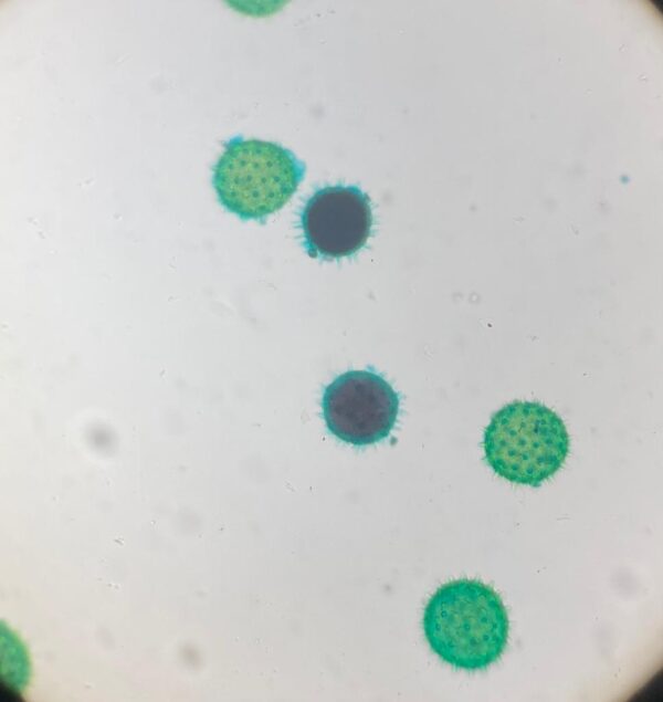 Mixed Pollen Grains w.m. slides Code-405243