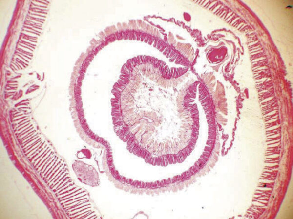 Earthworm Typhlosole Reg. c.s. slides Code-506106