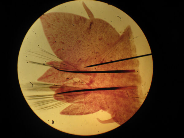 Nereis Parapodia w.m. slides Code-506112