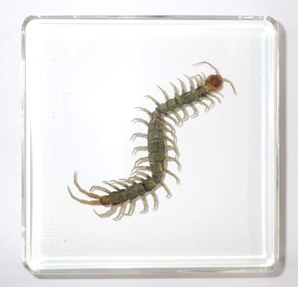 Centipede Stinging leg w.m. slides Code-506114