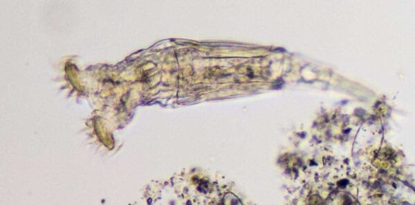 Rotifer w.m. slides Code-506126