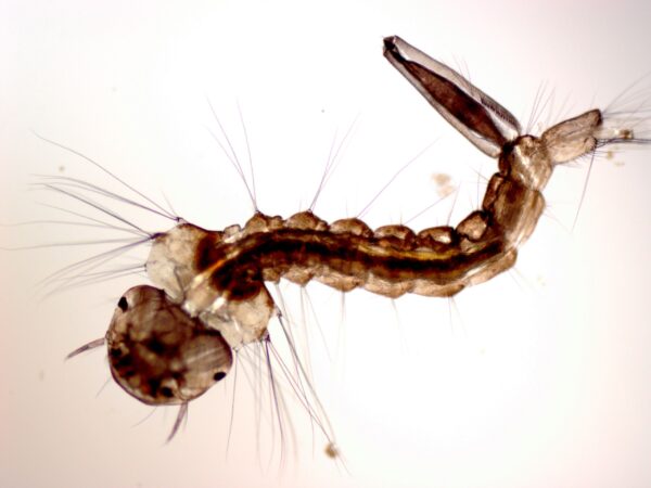 Anopheles Larva w.m. slides Code-506132
