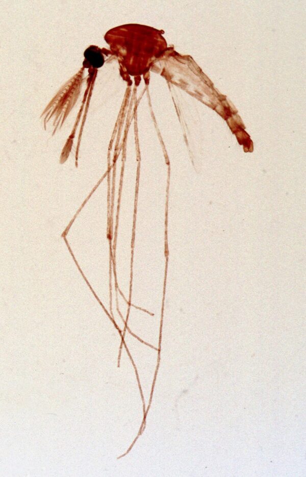 Anopheles Adult Male w.m. slides Code-506134