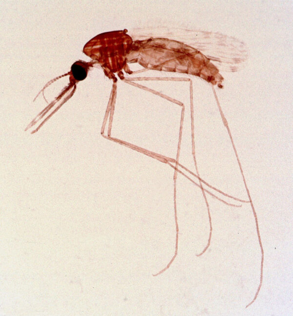 Anopheles Adult Female w.m. slides Code-506135