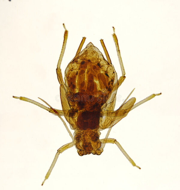 Anopheles Mouth Parts Female w.m. slides Code-506138