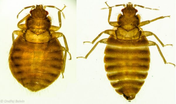 Bed Bug w.m. (cimex) slides Code-506140