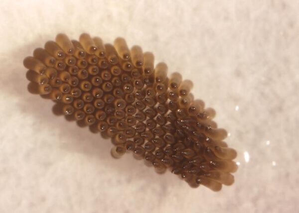 Mosquito (culex) eggs w.m. slides Code-506147