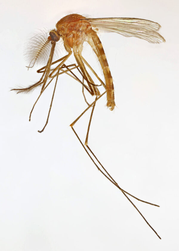 Mosquito (culex) Adult Female w.m. slides Code-506151