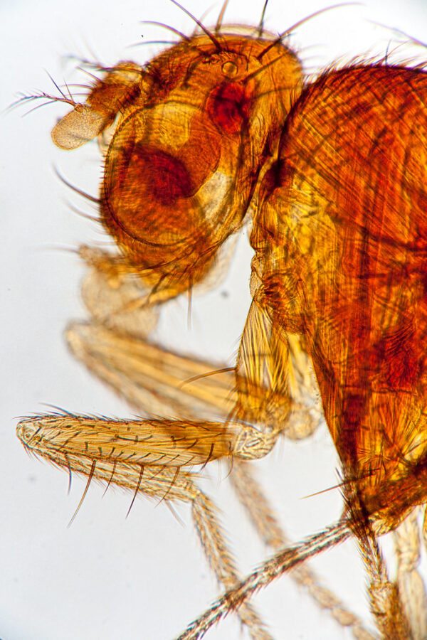 Drosophila w.m. (Fruite fly) Code-506155