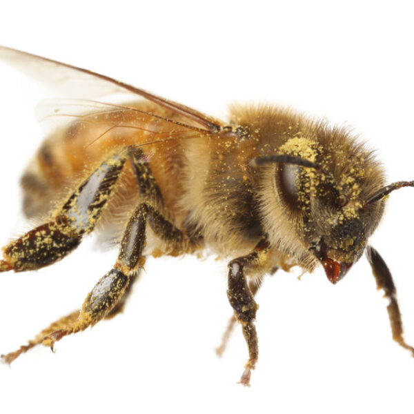 Honey Bee w.m. slides Code-506162