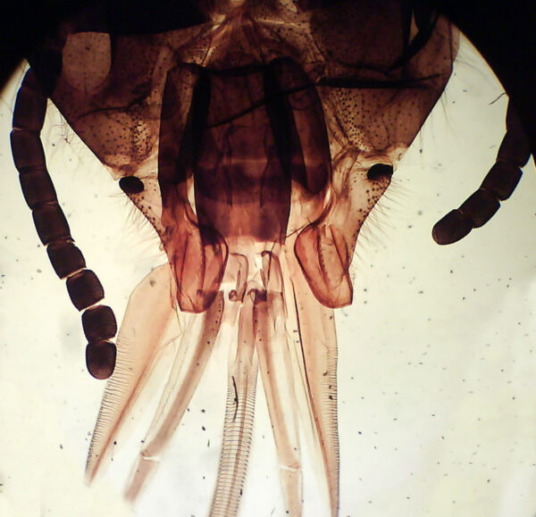Honey Bee Mouth Part w.m. slides Code-506163