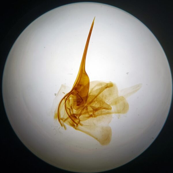 Honey Bee Sting w.m. slides Code-506164