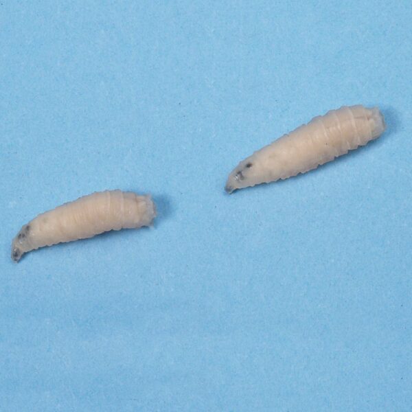 Housely larva w.m. slides Code-506170