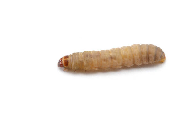 Housely Pupa w.m. slides Code-506171