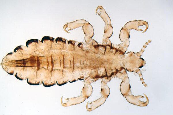Human Louse (pediculus) w.m. slides Code-506173