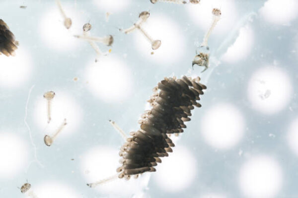 Mosquito Life Cycle w.m. (includes egg. larva, pupa, male or female) slides Code-506190