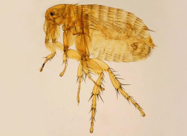 Rat Flea w.m. (Xeno Psylla) slides Code-506192
