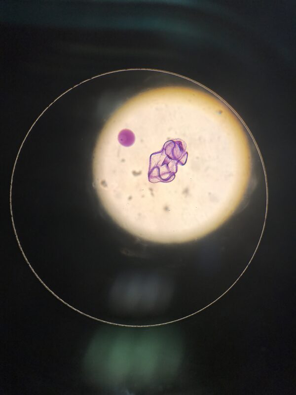 Bippinnaria Larva w.m. slide Code-506194
