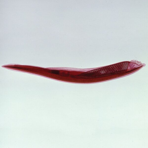 Amphioxus Entire w.m. (Lancelet) slides Code-506196