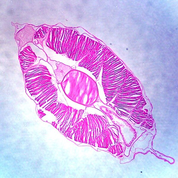 Amphioxus Tail c.s. slides Code-506197
