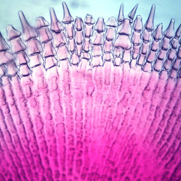 Ctenoid Scale w.m. slides Code-506202