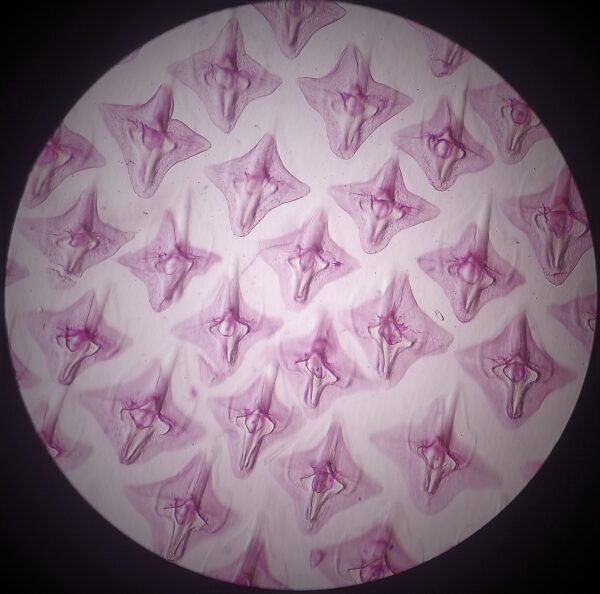 Placoid Scale W.m. slides Code-506204