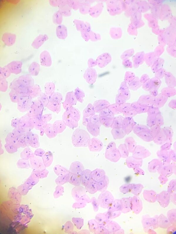 Cheek cells slides Code-60251