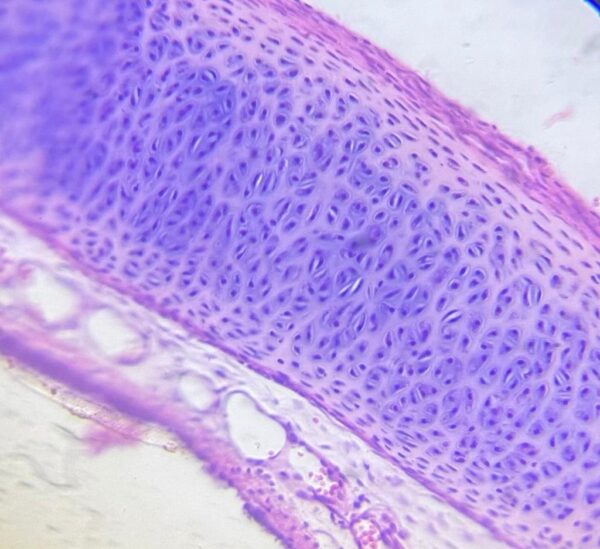 Cartilage  Hyaline slides Code-60311