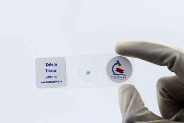 Xylem Tissue slides Code-405184